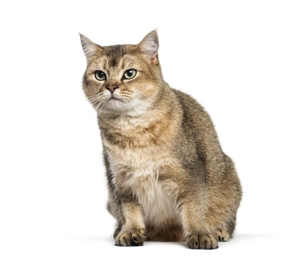 British Shorthair, 1 year old, sitting in front of white backgro — Stock Photo, Image