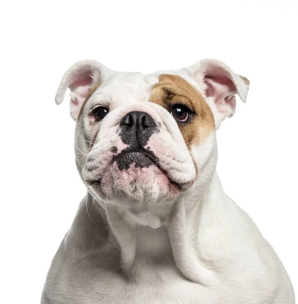 Engelsk bulldogg, 10 månader gammal, framför vit bakgrund — Stockfoto