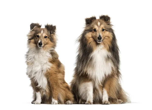 Shetland Sheepdog, 3 years and 6 months old, sitting in front of — Stock Photo, Image