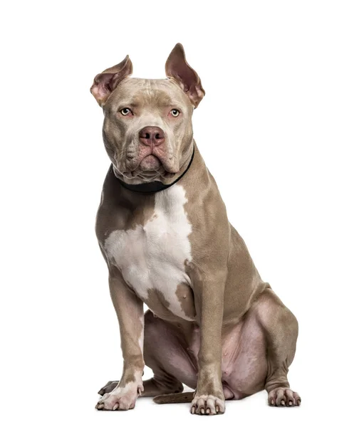 American Bully, 10 mesi, seduta davanti a uno schienale bianco — Foto Stock