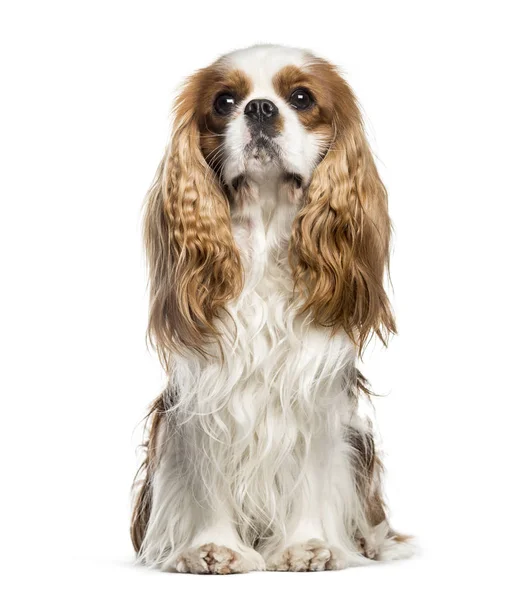 Cavalier King Charles, 2 years old, sitting in front of white ba — Stock Photo, Image