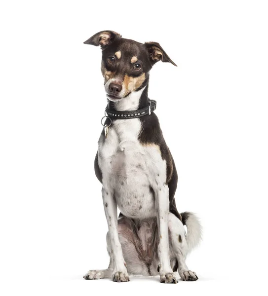 Perro de raza mixta, 2 años, sentado frente a un fondo blanco — Foto de Stock