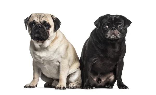 Pug, 2 years and 4 years old, sitting in front of white backgrou — Stock Photo, Image