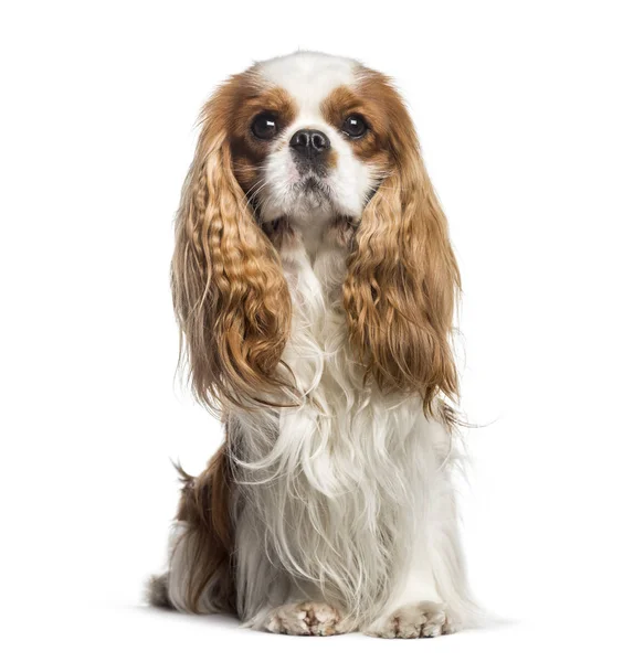 Cavalier King Charles, 2 years old, sitting in front of white ba — Stock Photo, Image