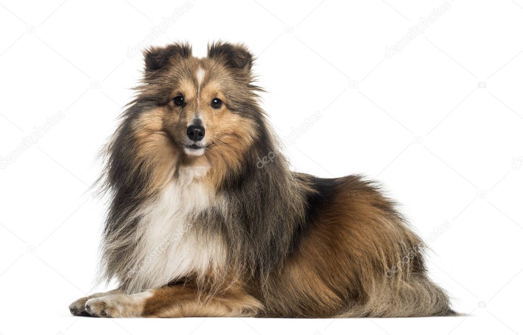Shetland Sheepdog, 3 years and 6 months old, lying in front of w