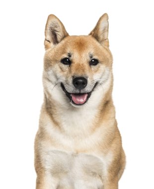Shiba Inu, 2 yaşında beyaz arka plan önünde,