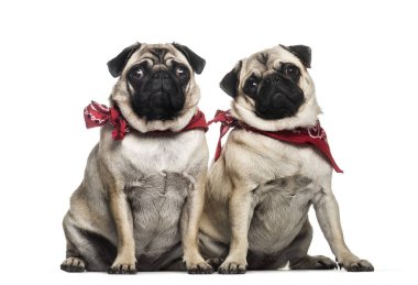 Pug, eski ve 1 yaşında, beyaz backg önünde oturan 2 yıl