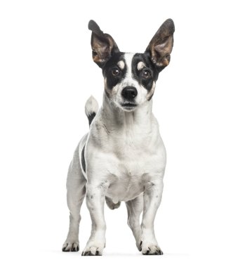 Jack Russell, 12 yaşında beyaz arka plan önünde,