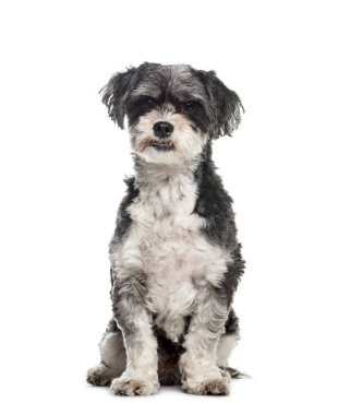 Karışık-breed köpek, 6 yaşındaki eski, önünde oturan backgrou beyaz.