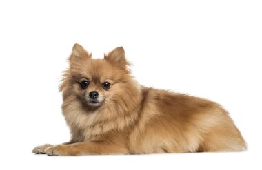 Pomeranian, 3 yaşında bir çocuk, önünde yalan arka plan beyaz