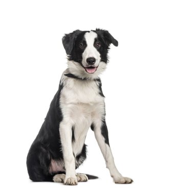 Border Collie, 6 ay yaşlı, beyaz adam önünde oturan
