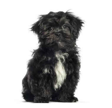 Karışık-breed köpek, 3 ay yaşlı, önünde oturan backgro beyaz.