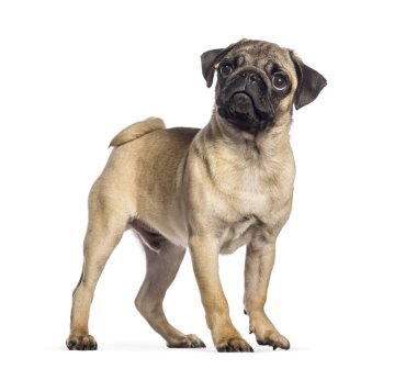 , 4 ay yaşlı, beyaz arka plan önünde pug
