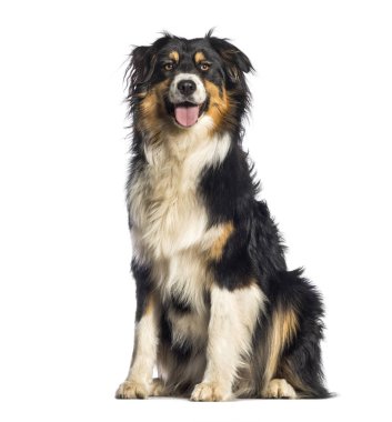 Avustralyalı beyaz backg önünde oturan çoban, 1 yaşında,