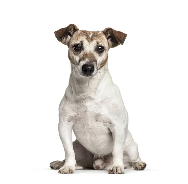 Old Jack Russell, 12 years old, sitting in front of white backgr — Stock Photo, Image