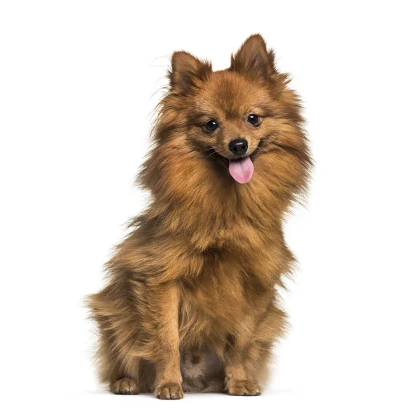 Pomeranian, 1 year old, sitting in front of white background — Stock Photo, Image