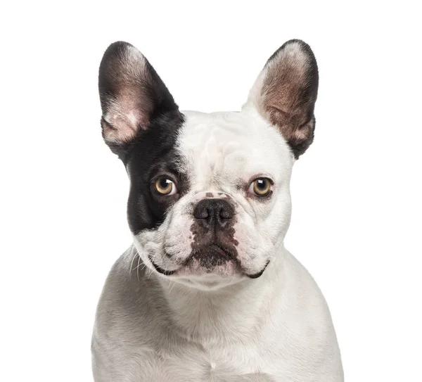 Franse Bulldog, 2 jaar oud, voor witte achtergrond — Stockfoto