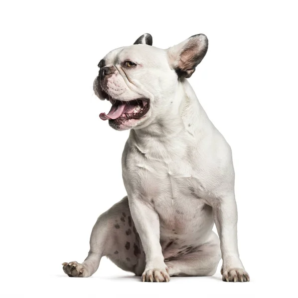 Bulldog francés, 2 años, sentado delante de un fondo blanco — Foto de Stock
