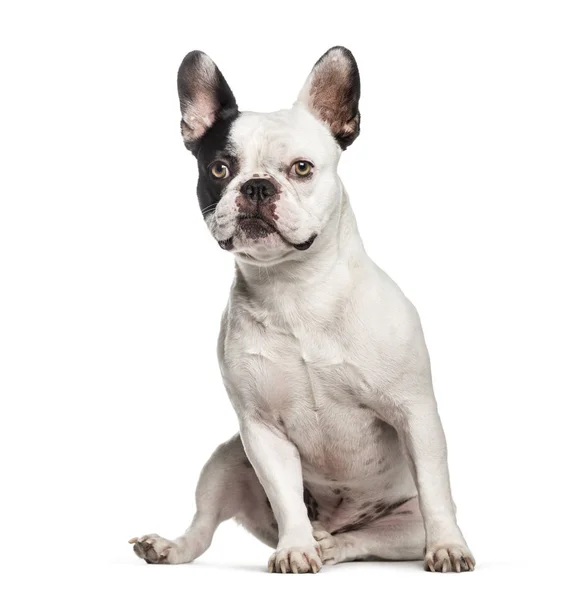 French Bulldog, 2 years old, sitting in front of white backgroun — Stock Photo, Image