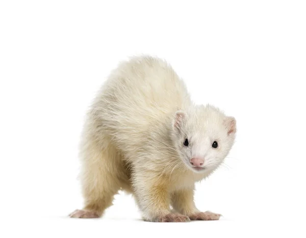 Ferret, 1 year old, in front of white background — Zdjęcie stockowe