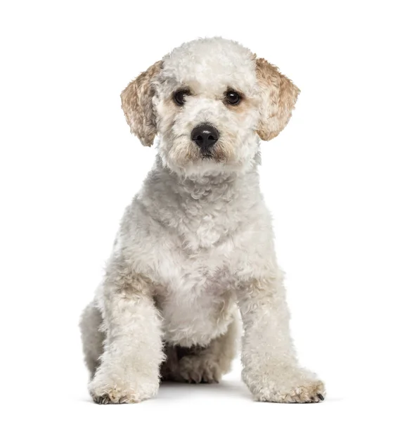 Labradoodle, 1 year old, sitting in front of white background — Stock Photo, Image
