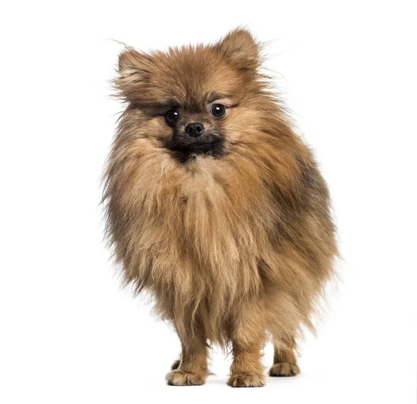 Pomeranian, 1 año de edad, delante de fondo blanco — Foto de Stock