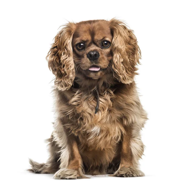 Cavalier King Charles, 4 years old, sitting in front of white ba — Stock Photo, Image