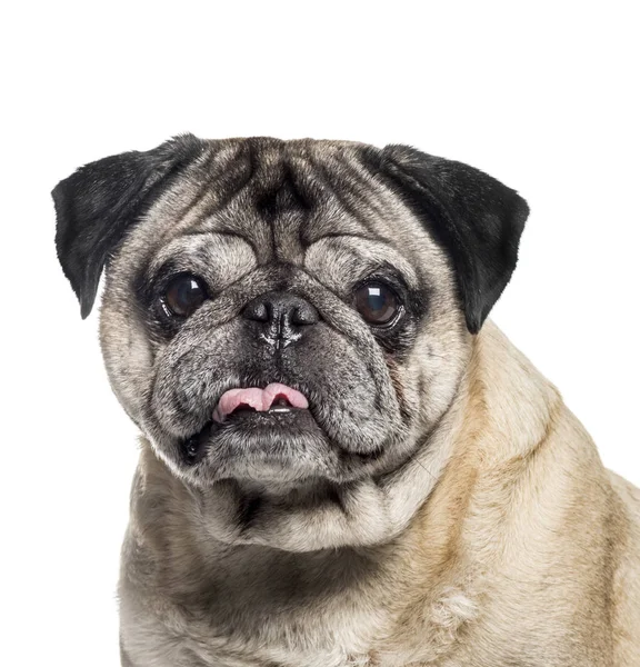 Pug, 7 anos, na frente do fundo branco — Fotografia de Stock