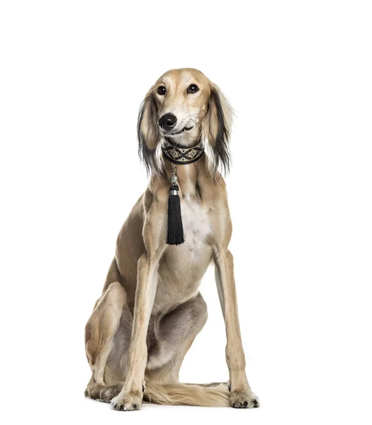 Saluki, 11 months old, sitting in front of white background — Stock Photo, Image