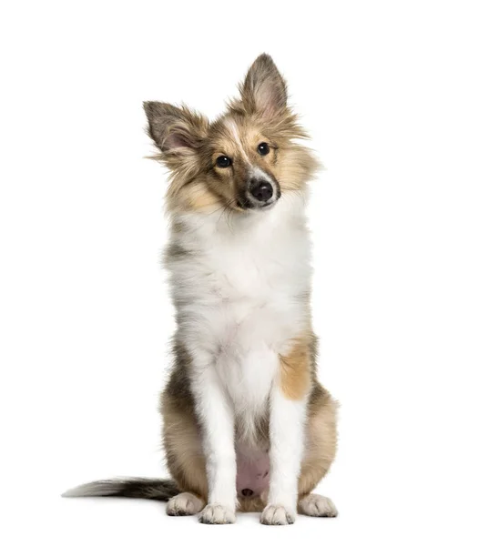 Shetland Sheepdog, 3 meses de edad, sentado delante de la espalda blanca — Foto de Stock