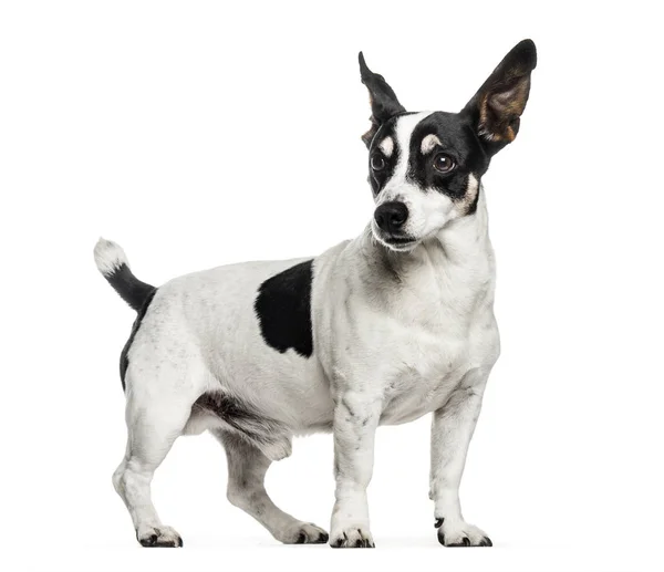 Jack Russell, 12 años, frente al fondo blanco — Foto de Stock