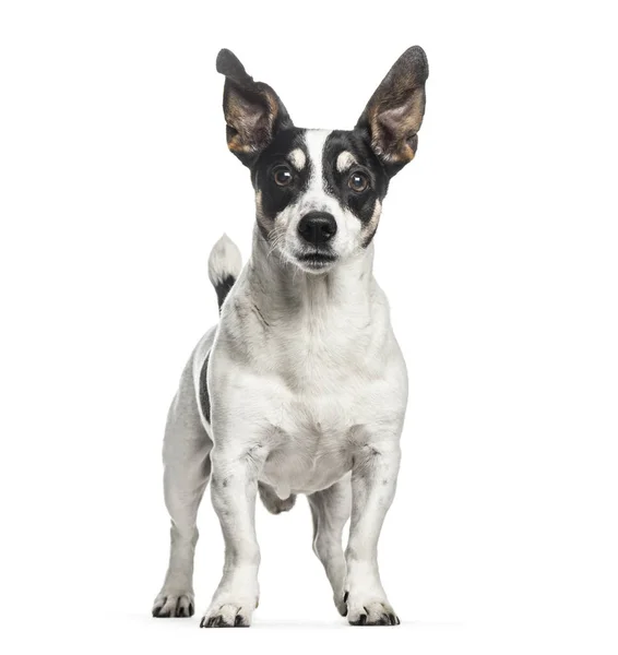 Jack Russell, 12 years old, in front of white background — Stock Photo, Image