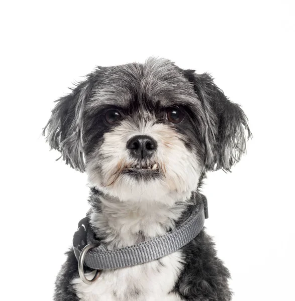 Mixed-breed dog, 6 years old, in front of white background — Stock Photo, Image