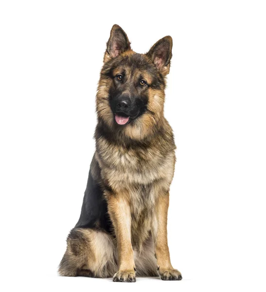German Shepherd, 1 year old, sitting in front of white backgroun — Stock Photo, Image