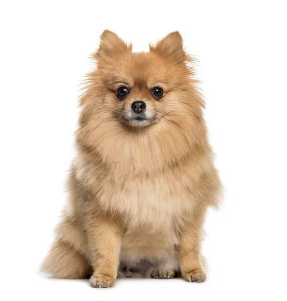 Pomeranian, 3 years old, sitting in front of white background — Stock Photo, Image