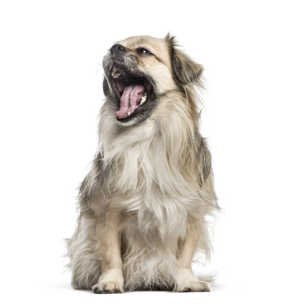 Tibetan Spaniel, 6 years old, sitting in front of white backgrou — Stock Photo, Image