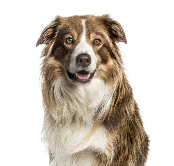 Fronteira Collie, 5 anos, na frente do fundo branco — Fotografia de Stock