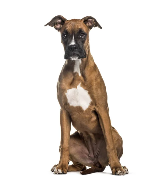 Boxeador, 7 meses, sentado frente al fondo blanco — Foto de Stock