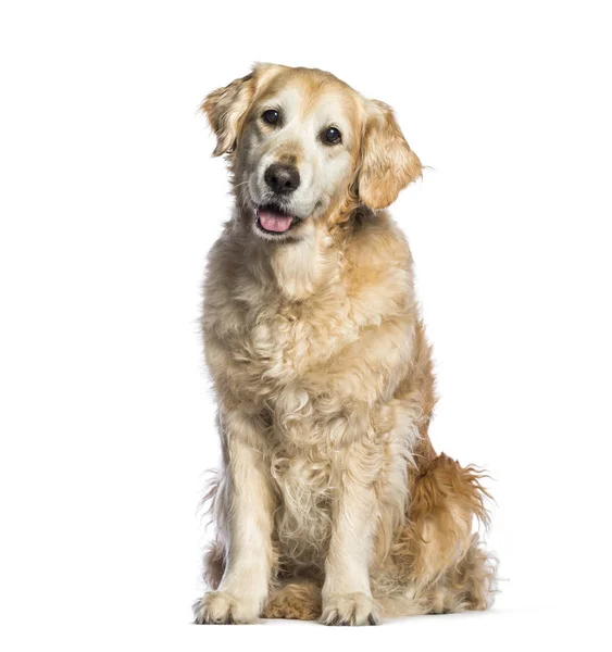 Golden Retriever, 12 jaar oud zitten voor witte backgro — Stockfoto