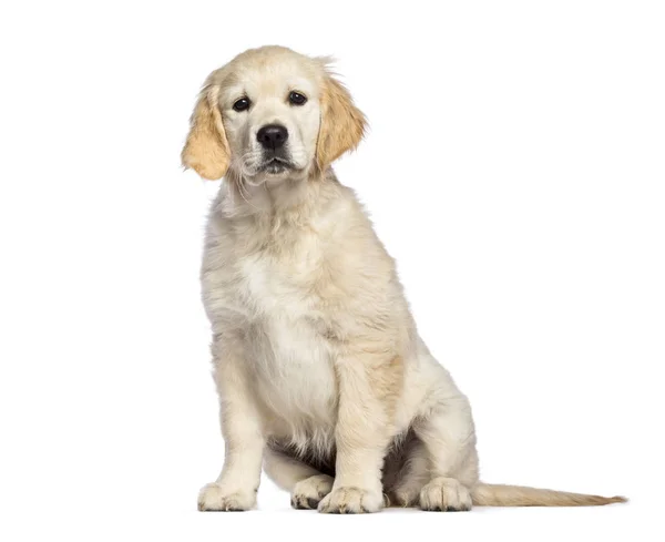 Golden Retriever, 3 meses de edad, sentado delante de blanco backgr —  Fotos de Stock