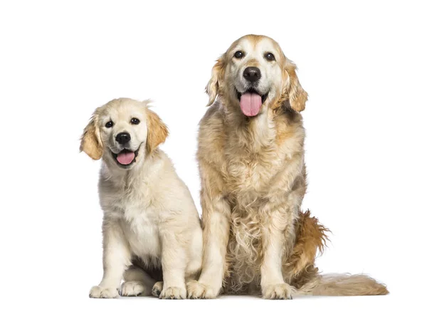 Golden Retriever, 12 years old and 3 months old, sitting in fron — Stock Photo, Image