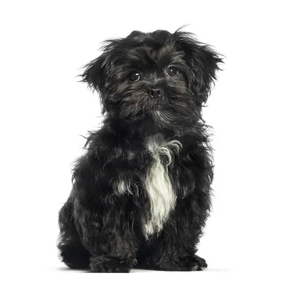 Mixed-breed dog, 3 months old, sitting in front of white backgro — Stock Photo, Image