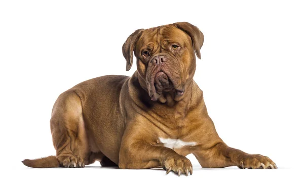 Dogue de Bordeaux, 4 años, acostado frente al fondo blanco — Foto de Stock