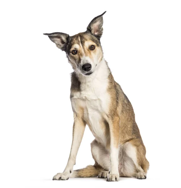 Perro de raza mixta, 8 años, sentado frente al fondo blanco — Foto de Stock