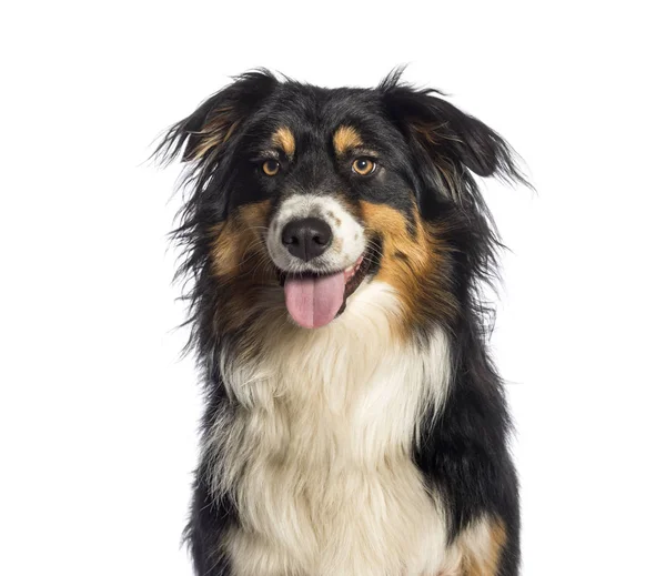 Australian Shepherd, 1 ano, na frente do fundo branco — Fotografia de Stock