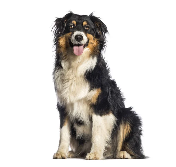 Australian Shepherd, 1 año de edad, sentado delante de la espalda blanca —  Fotos de Stock