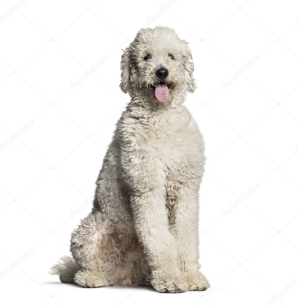 Labradoodle, 1 year old, sitting in front of white background