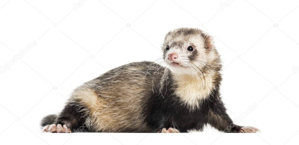 Ferret, 1 year old, lying in front of white background