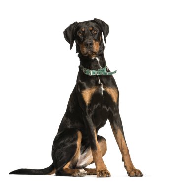 Doberman, 10 yıl eski, önünde oturan arka plan beyaz.