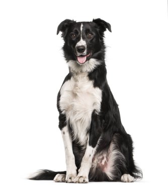 sınır collie, 1 yaşında, beyaz arka plan oturan